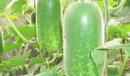 吃瓜视频天堂 最新大瓜事件最新消息,揭秘最新大瓜事件，独家爆料引热议